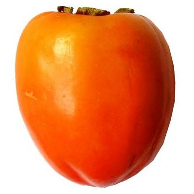 DIOSPYROS KAKI VANIGLIA