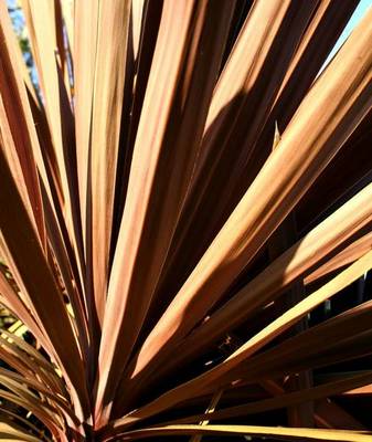 DRACAENA INDIVISA ATROPURPUREA