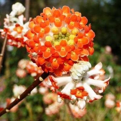 EDGEWORTHIA CHRISANTHA RED DRAGON