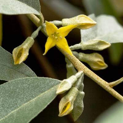 ELAEAGNUS COMMUTATA QUICKSILVER