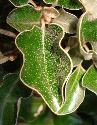 ELAEAGNUS X EBBINGEI COMPACTA