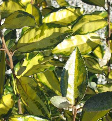 ELAEAGNUS X EBBELEADOR