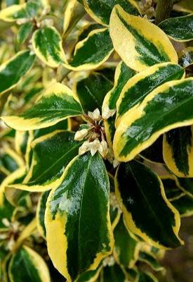 ELAEAGNUS X EBBGILT EDGE