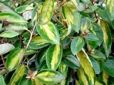 ELAEAGNUS X EBBLIMELIGHT