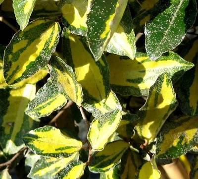 ELAEAGNUS PUNGENS MACULATA AUREA