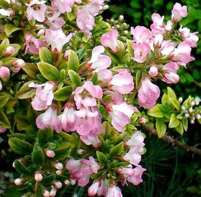 ESCALLONIA APPLE BLOSSOM