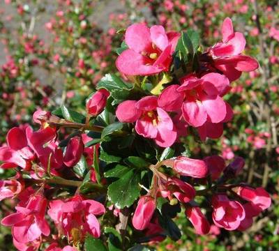 ESCALLONIA PRIDE OF DONARD