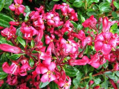ESCALLONIA RED DREAM