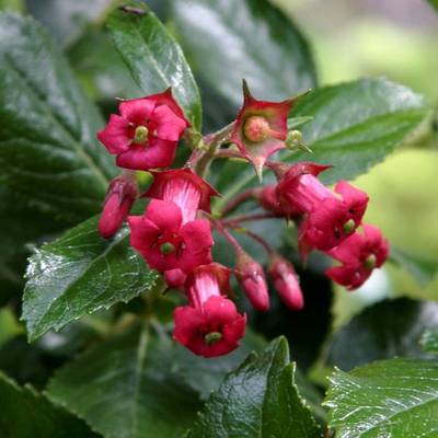 ESCALLONIA RUBRA CRIMSON SPIRE