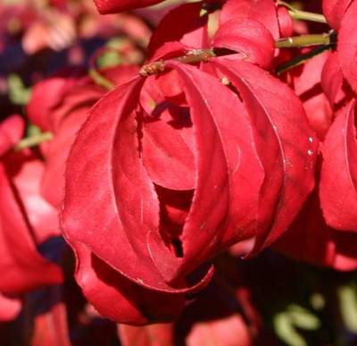 EUONYMUS ALATUS COMPACTUS