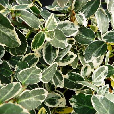 EUONYMUS FORTUNEI EMERALD GAIETY