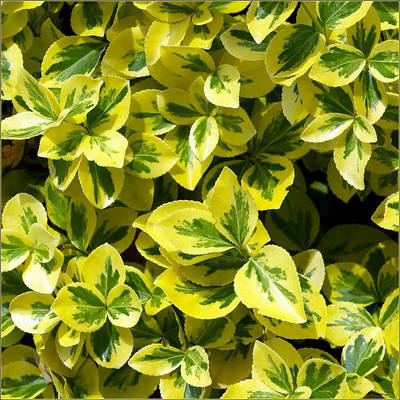 EUONYMUS FORTUNEI EMERALD GOLD