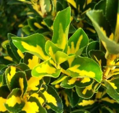 EUONYMUS JAPAUREOPICTUS LIVORNESE