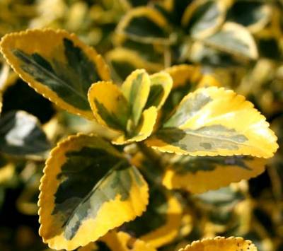 EUONYMUS JAPONICUS AUREUS