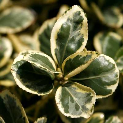 EUONYMUS JAPONICUS BRAVO