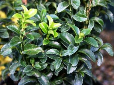 EUONYMUS JAPGREEN MILLENIUM