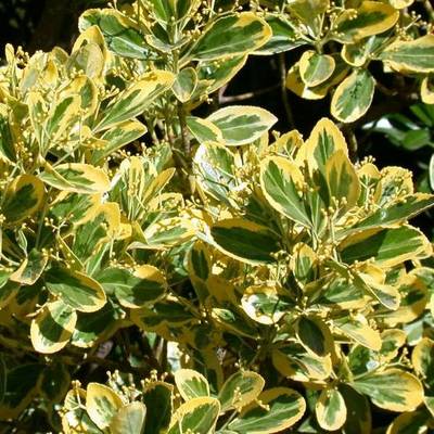 EUONYMUS JAPPRESIDENT GAUTHIER