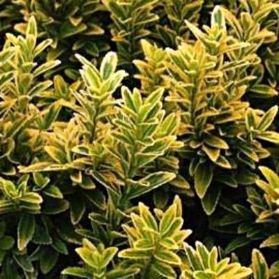EUONYMUS MICRPULCHELLUS AUREUS