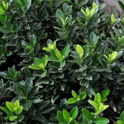 EUONYMUS MICRPULCHELLUS