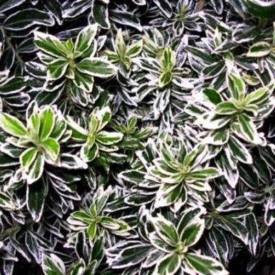 EUONYMUS MICRPULCHELLUS ARGENTEUS