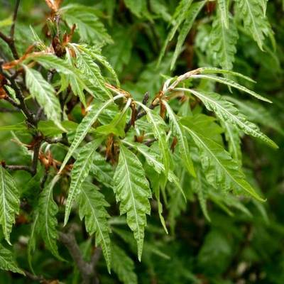 FAGUS SYLVATICA ASPLENIIFOLIA