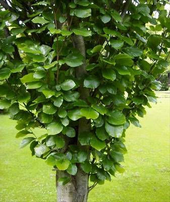 FAGUS SYLVATICA DAWYCK