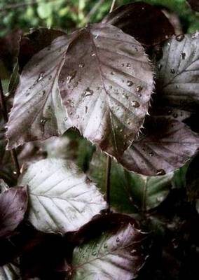 FAGUS SYLVATICA DAWYCK PURPLE