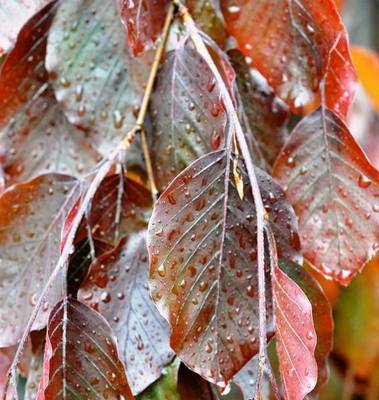 FAGUS SYLVATICA PURPLE FOUNTAIN