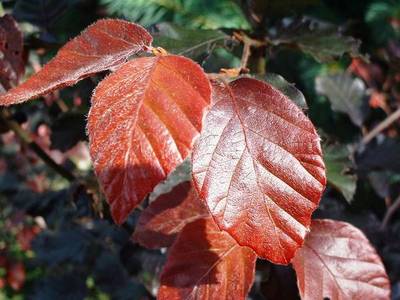 FAGUS SYLVATICA PURPUREA MAJOR