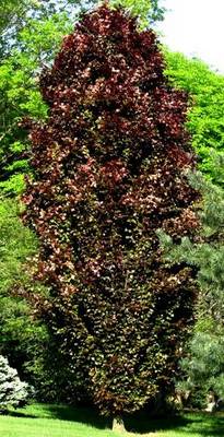 FAGUS SYLVATICA ROHAN OBELISK