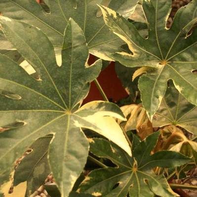 FATSIA JAPONICA VARIEGATA