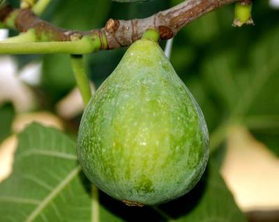 FICUS CARICA BROGIOTTO BIANCO