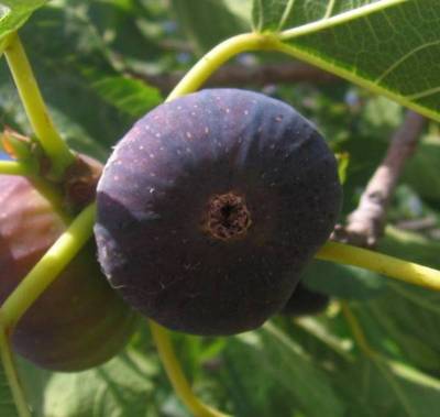 FICUS CARICA BROGIOTTO NERO