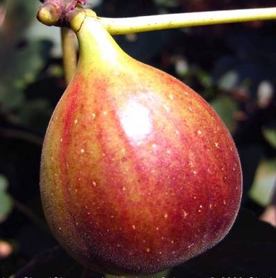 FICUS CARICA BROWN TURKEY NERO