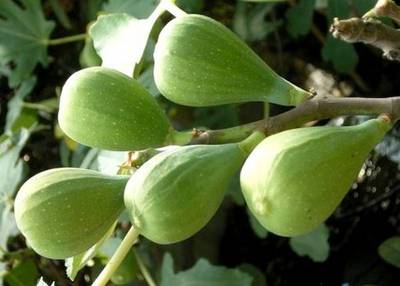 FICUS CARICA DALMATIE