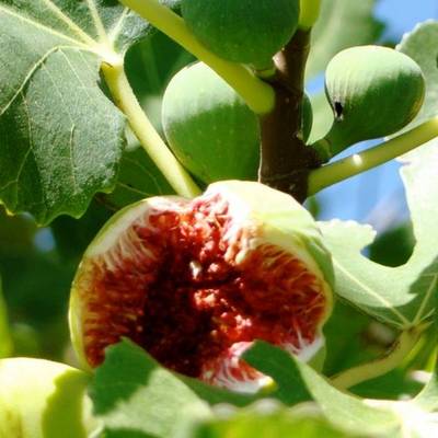 FICUS CARICA ICE CRYSTAL