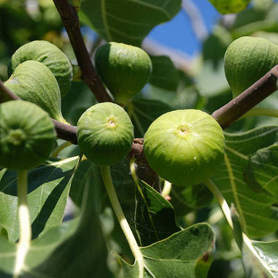 FICUS CARICA KADOTA
