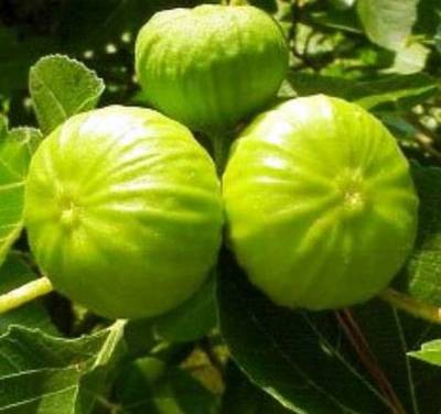 FICUS CARICA NAZARETH