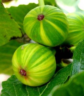 FICUS CARICA PANACHE