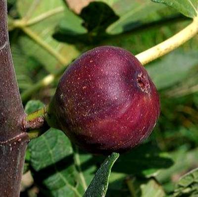 FICUS CARICA ROUGE DE BORDEAUX