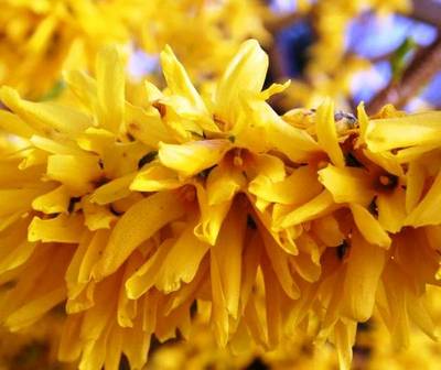 FORSYTHIA X INTERMLYNWOOD GOLD
