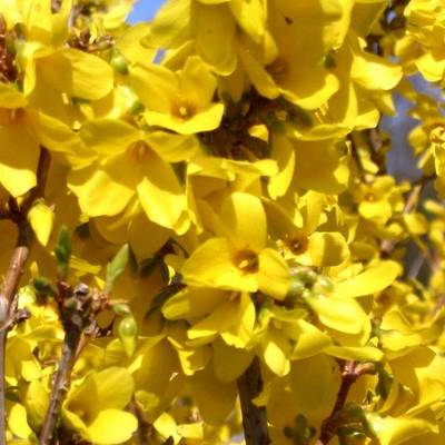 FORSYTHIA X INTERMEDIA WEEKEND