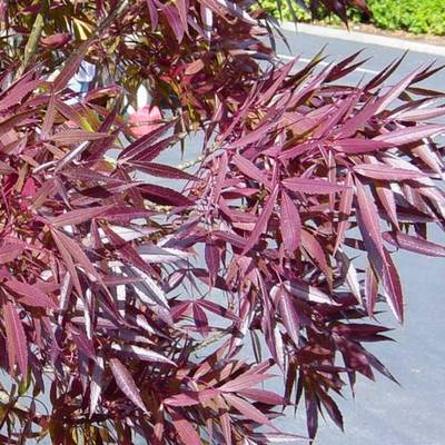 FRAXINUS ANGUSTIFOLIA RAYWOOD