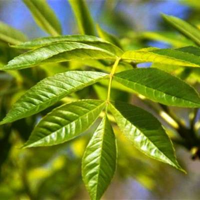 FRAXINUS EXCELSIOR WESTHOFS GLORIE
