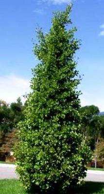 GINKGO BILOBA FASTIGIATA BLAGON