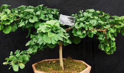 GINKGO BILOBA TROLL