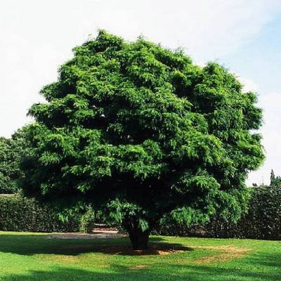 GLEDITSIA TRIACANTHOS ELEGANTISSIMA