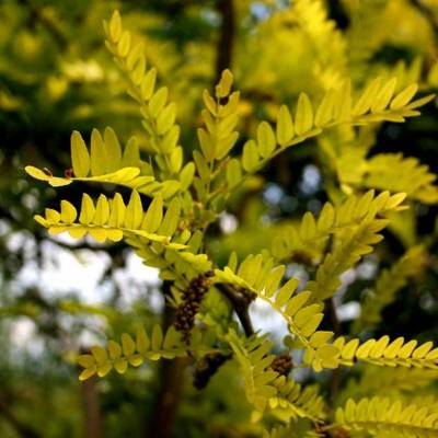 GLEDITSIA TRIACANTHOS SUNBURST
