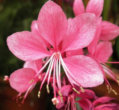 GAURA LILLIPOP PINK