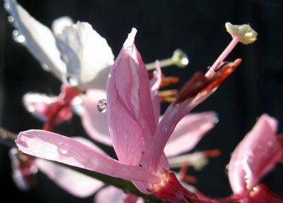 GAURA LINDHEIMERI SISKIYOU PINK